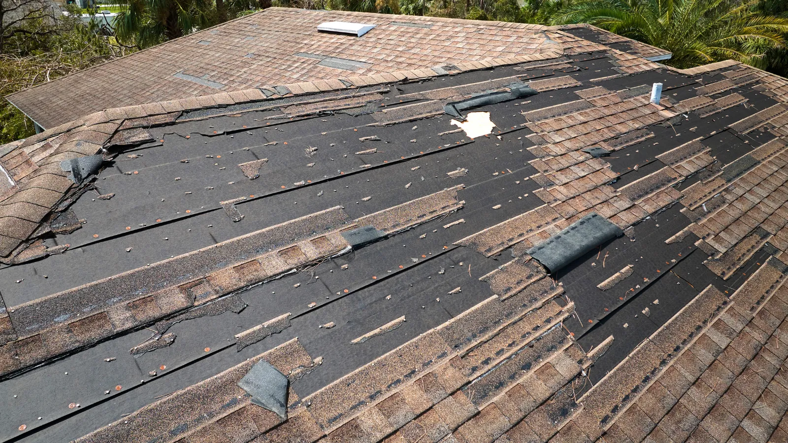 Dark felt underlayment exposed by widespread shingle loss on a roof